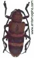 Ceroplesis orientalis