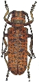 Cochliopalpus suturalis