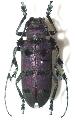 Thysia wallichii tonkinensis