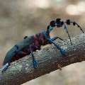 Thysia wallichii wallichii