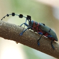 Thysia wallichii wallichii