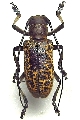 Paranaleptes reticulata
