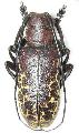 Paranaleptes reticulata