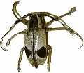 Pterotragus lugens