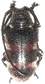 Pycnopsis brachyptera