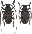 Pycnopsis brachyptera