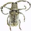Crossotus plumicornis 