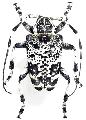 Leucographus variegatus