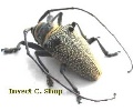 Megalofrea bioculata