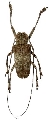 Moechotypa formosana