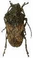 Moechotypa asiatica 