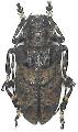 Moechotypa diphysis