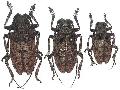 Moechotypa diphysis