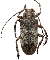 Moechotypa marmorea