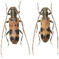 Arhopaloscelis bifasciatus