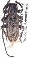 Estoloides medioplagiata