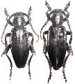 Dorcadion (Carinatodorcadion) carinatum