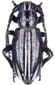 Dorcadion (Iberodorcadion) perezi hispanicum