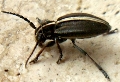 Dorcadion (Cribridorcadion) murrayi