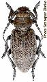 Dorcadion (Iberodorcadion) mus
