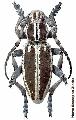 Dorcadion (Iberodorcadion) molitor navasi