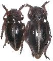 Dorcadion (Cribridorcadion) pedestre