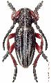 Dorcadion (Cribridorcadion) regulare