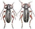 Dorcadion (Cribridorcadion) scabricolle