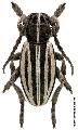 Dorcadion (Cribridorcadion) scopolii