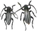 Dorcadion (Iberodorcadion) almarzense