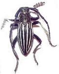 Eodorcadion quinquevittatum