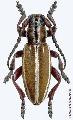 Dorcadion (Iberodorcadion) becerrae