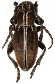 Dorcadion (Iberodorcadion) circumcinctum