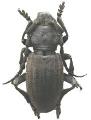 Dorcadion (Iberodorcadion) mucidum coelloi