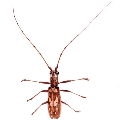 Olenecamptus anogeissi 