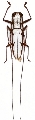 Olenecamptus cretaceus