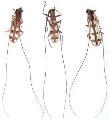 Olenecamptus formosanus