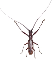 Olenecamptus pseudostrigosus