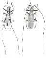 Olenecamptus subobliteratus