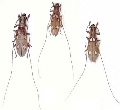 Olenecamptus bilobus taiwanus