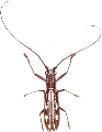 Olenecamptus indianus 