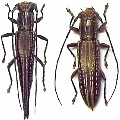 Enicodes fichtelii