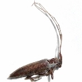 Neohebestola humeralis