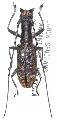 Gnoma longicollis