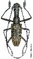 Gnoma jugalis