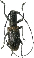 Gnoma jugalis