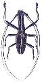Gnoma pulvurea