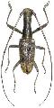Gnoma longicollis