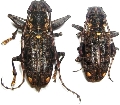 Imantocera penicillata