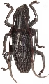 Psectrocera plumigera 